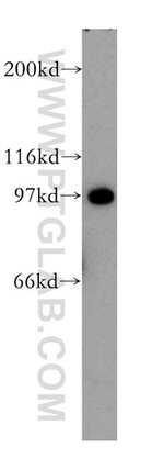 CDC5L Antibody in Western Blot (WB)