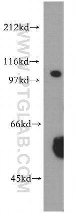 XPO7 Antibody in Western Blot (WB)