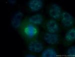 PPIG Antibody in Immunocytochemistry (ICC/IF)