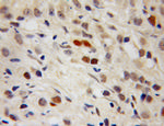 PPIG Antibody in Immunohistochemistry (Paraffin) (IHC (P))