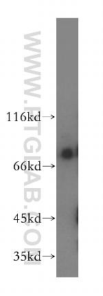 PPIG Antibody in Western Blot (WB)