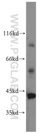 PPIG Antibody in Western Blot (WB)