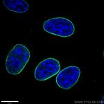 Lamin B1 Antibody in Immunocytochemistry (ICC/IF)