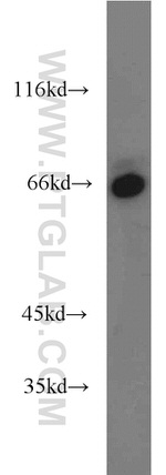 Lamin B1 Antibody in Western Blot (WB)