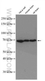 Lamin B1 Antibody in Western Blot (WB)