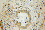 GSPT2 Antibody in Immunohistochemistry (Paraffin) (IHC (P))