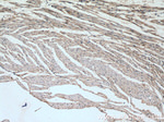 SIRT7 Antibody in Immunohistochemistry (Paraffin) (IHC (P))