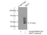 SIRT7 Antibody in Immunoprecipitation (IP)