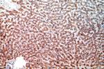 NEU4 Antibody in Immunohistochemistry (Paraffin) (IHC (P))