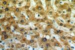 NEU4 Antibody in Immunohistochemistry (Paraffin) (IHC (P))