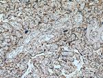 NEU4 Antibody in Immunohistochemistry (Paraffin) (IHC (P))