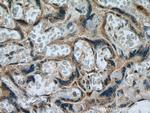 NEU4 Antibody in Immunohistochemistry (Paraffin) (IHC (P))