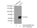 NEU4 Antibody in Immunoprecipitation (IP)