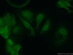 CEBPG Antibody in Immunocytochemistry (ICC/IF)