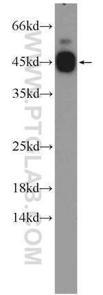 CEBPG Antibody in Western Blot (WB)