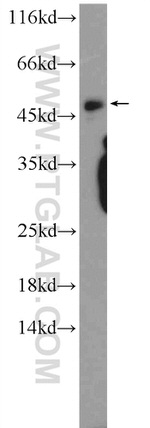 CEBPG Antibody in Western Blot (WB)