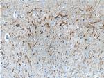 NF-L Antibody in Immunohistochemistry (Paraffin) (IHC (P))