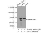 NF-L Antibody in Immunoprecipitation (IP)