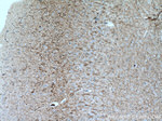 NF-L Antibody in Immunohistochemistry (Paraffin) (IHC (P))