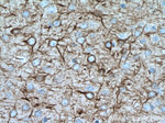 NF-L Antibody in Immunohistochemistry (Paraffin) (IHC (P))