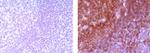 CD19 Antibody in Immunohistochemistry (Paraffin) (IHC (P))