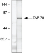 Zap-70 Antibody in Western Blot (WB)