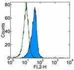 CD90 (Thy-1) Antibody in Flow Cytometry (Flow)