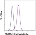 CD325 (N-Cadherin) Antibody in Flow Cytometry (Flow)