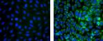 Mouse IgG (H+L) Secondary Antibody in Immunocytochemistry (ICC/IF)