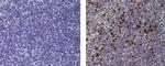 Mouse IgG (H+L) Secondary Antibody in Immunohistochemistry (Paraffin) (IHC (P))