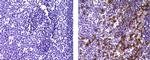 Mouse IgG (H+L) Secondary Antibody in Immunohistochemistry (Paraffin) (IHC (P))