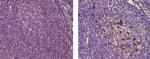 Mouse IgG (H+L) Secondary Antibody in Immunohistochemistry (Paraffin) (IHC (P))