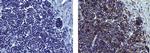 Mouse IgG (H+L) Secondary Antibody in Immunohistochemistry (Paraffin) (IHC (P))