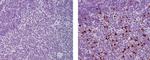 Mouse IgG (H+L) Secondary Antibody in Immunohistochemistry (Paraffin) (IHC (P))