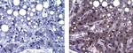 Mouse IgG (H+L) Secondary Antibody in Immunohistochemistry (Paraffin) (IHC (P))