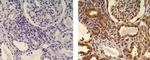 Mouse IgG (H+L) Secondary Antibody in Immunohistochemistry (Paraffin) (IHC (P))