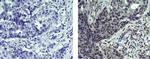 Mouse IgG (H+L) Secondary Antibody in Immunohistochemistry (Paraffin) (IHC (P))