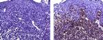 Mouse IgG (H+L) Secondary Antibody in Immunohistochemistry (Paraffin) (IHC (P))