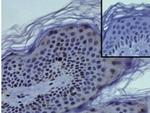 Mouse IgG (H+L) Secondary Antibody in Immunohistochemistry (Paraffin) (IHC (P))