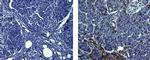 Mouse IgG (H+L) Secondary Antibody in Immunohistochemistry (Paraffin) (IHC (P))