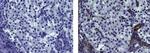 Mouse IgG (H+L) Secondary Antibody in Immunohistochemistry (Paraffin) (IHC (P))