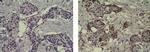 Mouse IgG (H+L) Secondary Antibody in Immunohistochemistry (Paraffin) (IHC (P))