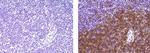 Rat IgG1 kappa Isotype Control in Immunohistochemistry (Paraffin) (IHC (P))