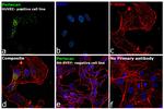 Perlecan Antibody in Immunocytochemistry (ICC/IF)