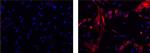 Mouse IgG1 kappa Isotype Control in Immunocytochemistry (ICC/IF)