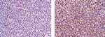 Mouse IgG1 kappa Isotype Control in Immunohistochemistry (Paraffin) (IHC (P))