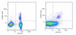 FOXP3 Antibody in Flow Cytometry (Flow)