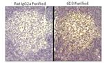 Rat IgG (H+L) Secondary Antibody in Immunohistochemistry (Paraffin) (IHC (P))