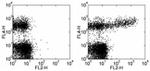 IgM Antibody in Flow Cytometry (Flow)