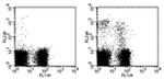 NKG2A/C/E Antibody in Flow Cytometry (Flow)
